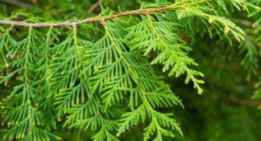 Kulovité túje hadi - přírodní socha na vašem webu